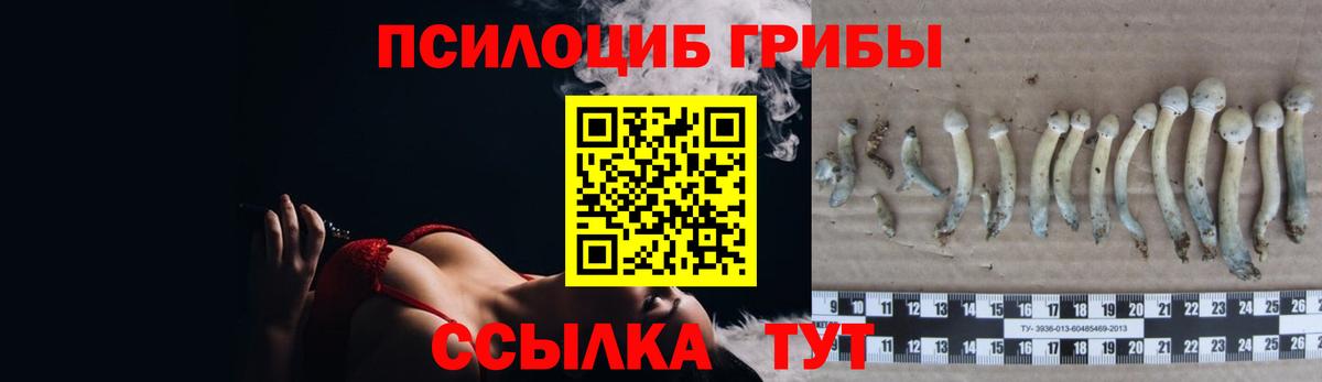 Псилоцибиновые грибы Cubensis Кольчугино